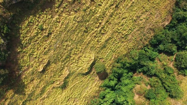 Top Down View Teletubbies Hill. Drone Shot Tropical Savanna Hills at Nusa Penida, Bali - Indonesia