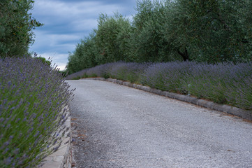 Road in the lavender field