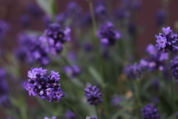 Lavendel