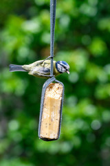 Urban wildlife with a bluetit (cyanistes caeruleus) perched and feeding off a garden suet bird feeder