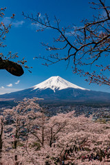 Mt. Fuji in the spring time with cherry blossoms at kawaguchiko Fujiyoshida, Japan.
