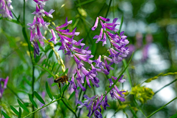 Wild yellow flowers with a bee collecting pollen against a deep blue sky.