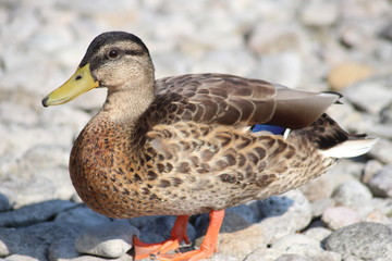 Ente