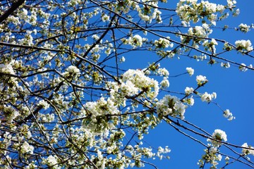 White Spring Blossom against a blue sky.