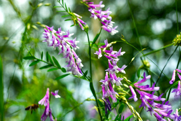 Wild yellow flowers with a bee collecting pollen against a deep blue sky.
