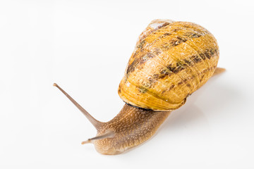 Brown snail on white background