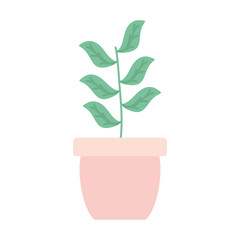 house plant in ceramic pot