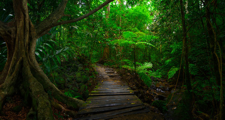 Southeast Asian tropical rainforest with wood bridge