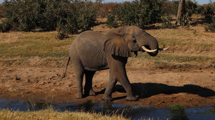 Obraz premium Elephant_drinking_2
