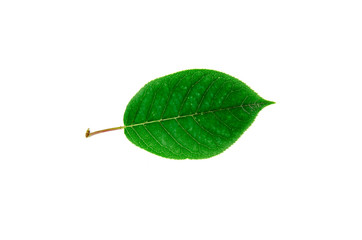 Obraz premium bright green leaf on a white background isolated