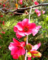 Fototapeta na wymiar red flower in the garden