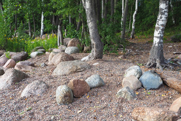 Northern forest. Trees, mosses and stones.