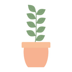 Obraz premium house plant in ceramic pot