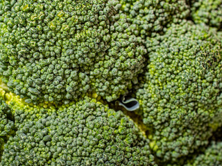 Texture of green broccoli. Macro shooting.