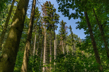 Wald mit grünen und abgestorbenen Bäumen