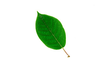 bright green leaf on a white background isolated