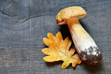 Boletus edulis mushroom on old wooden background. Autumn Cep Porcini mushrooms.Gourmet food...