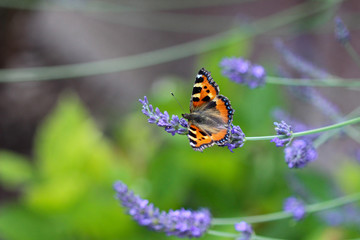 Schmetterling kleiner Fuchs (aglais urticae) auf einer Lavendelblüte