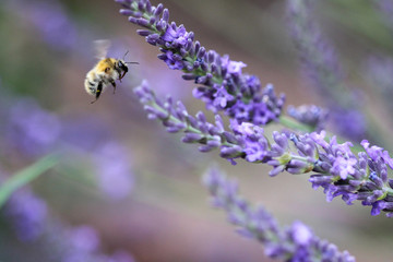Fliegende Biene vor einer Lavendelblüte
