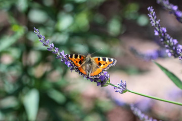 Schmetterling kleiner Fuchs (aglais urticae) auf einer Lavendelblüte