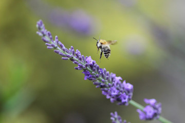 Fliegende Biene vor einer Lavendelblüte