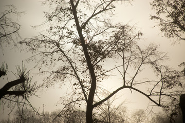 Late autumn tree silhouette