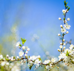 spring blossoming tree branch on blurred blue sky background and foreground