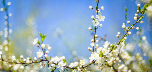 spring blossoming tree branch on blurred blue sky background and foreground