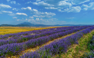 Fototapeta na wymiar aerial view of lavender fields during a sunny day during the summer in Spain - Image