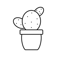 exotic cactu plant in ceramic pot