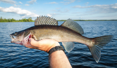 Nice summer zander fishing trophy