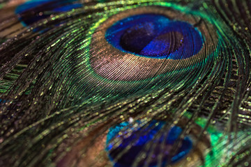 Fototapeta premium Beautiful peacock feather background. Closeup texture