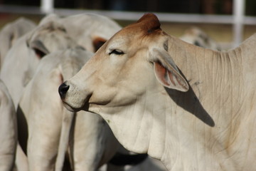 Brahman is a beef breed that’s used most commonly across the USA, South America ,Australia and...