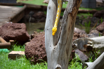 Yellow Python Snake Sliding Down From a Tree