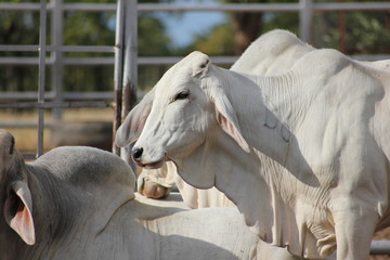 Brahman is a beef breed that’s used most commonly across the USA, South America ,Australia and...