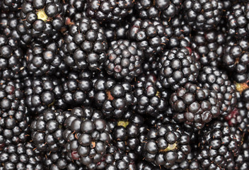 Freshly picked organic raspberries closeup background, top view