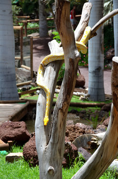 Yellow Python Snake Sliding Down From a Tree