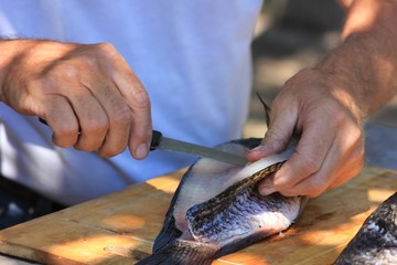 Filleting Tilapia bream caught in the Okavango delta,Botswana.Fish fillets cut outdoors on a...
