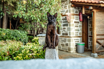 Black thin cat sits on a wooden fence on the territory of the monastery of Mount Athos