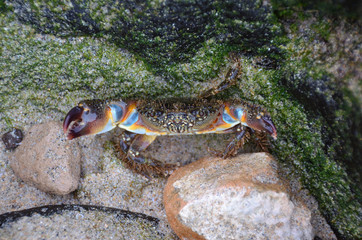 Colorful Crab with its Chelipeds Open