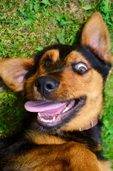 Portrait of a funny dog