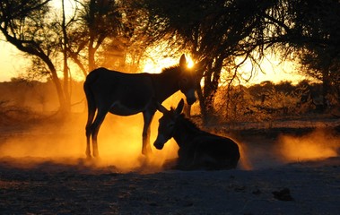 Two donkeys at dusk,silhouetted by the African sun.
