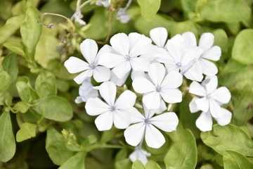 LA BLANCHEUR DES FLEURS 