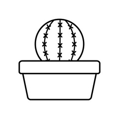 exotic cactu plant in square ceramic pot