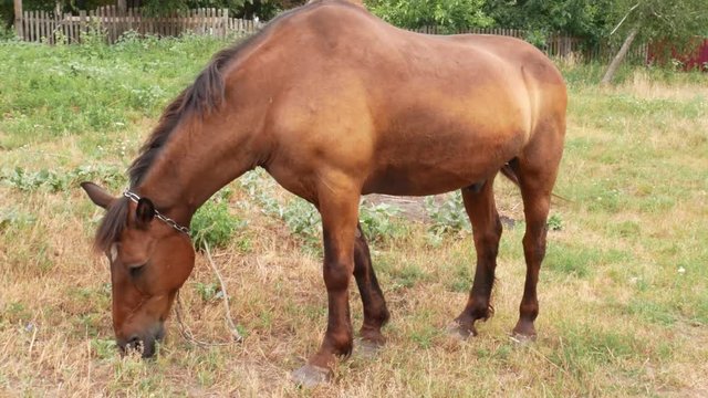 Beautiful brown horse is standing and grazing in a meadow on a sunny day. Horses eating grass in rural landscape. Domestic animals on summer pastures.