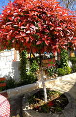 red tree wit flowers in the garden