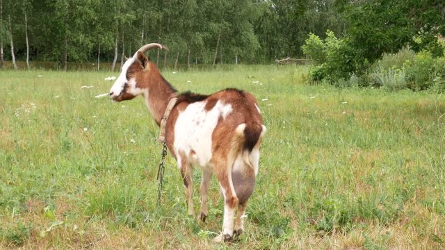 Horned red nanny-goat with large white and black spots is grazing on a meadow
