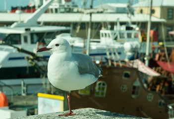 Seagull portrait