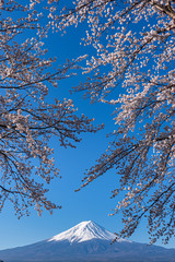 Mt. Fuji in the spring time with cherry blossoms at kawaguchiko Fujiyoshida, Japan.