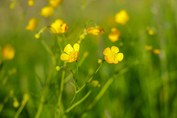 Yellow flowers branch on green grass background. Ranunculus acris, meadow buttercup, tall buttercup, common buttercup, giant buttercup.